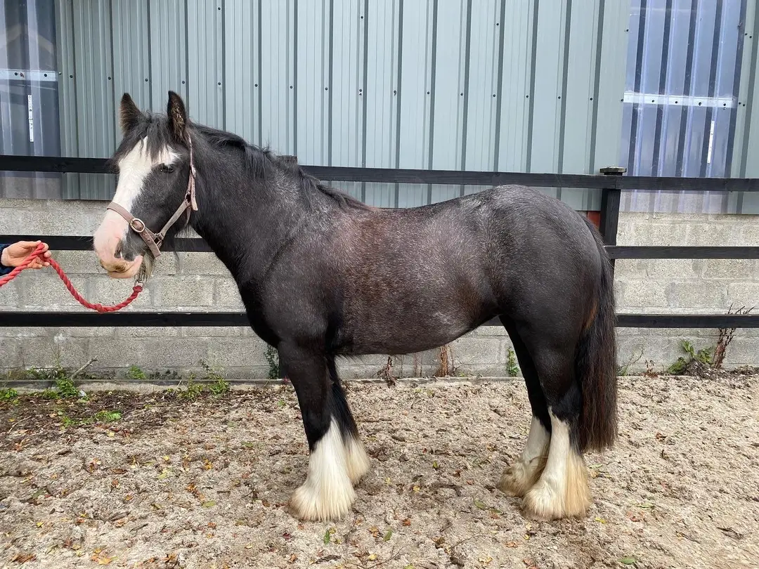 The Clew Bay Trail Ride