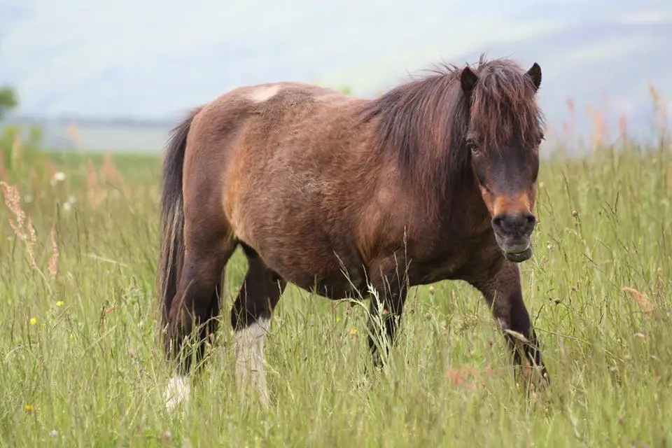 Les Poneys De Marie
