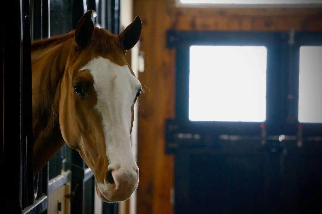 Benchmark Equestrian