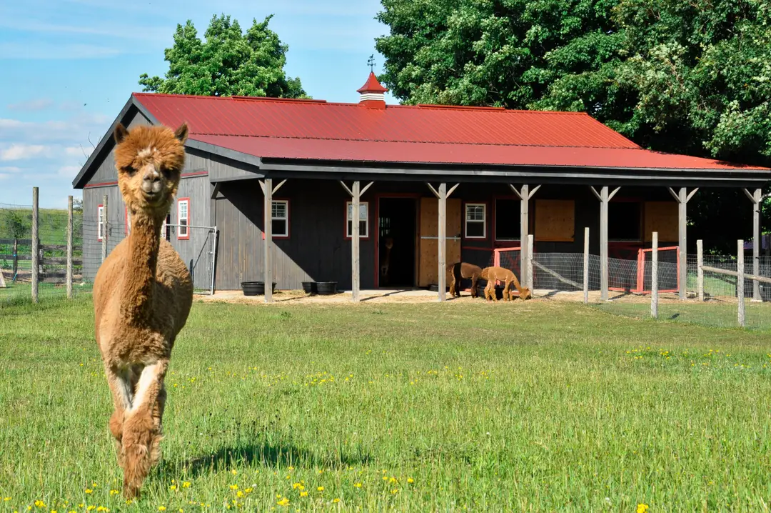 Brae Ridge Farm & Sanctuary