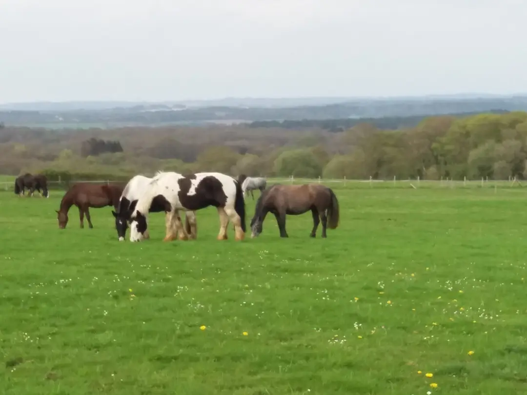 Lulworth Equestrian Centre