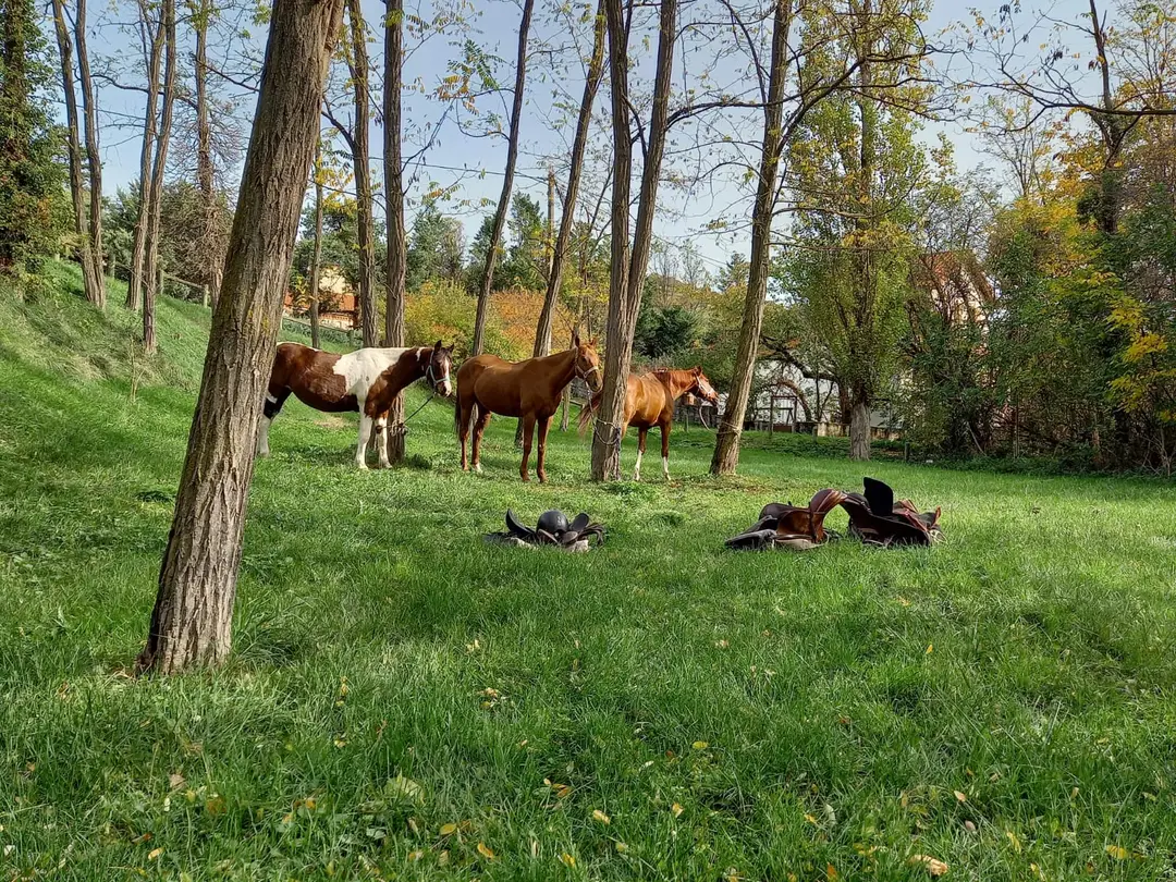 Ecurie Morgane Saby Centre Équestre, Valorisation, Poney Club, Pensions Et Balades À Cheval