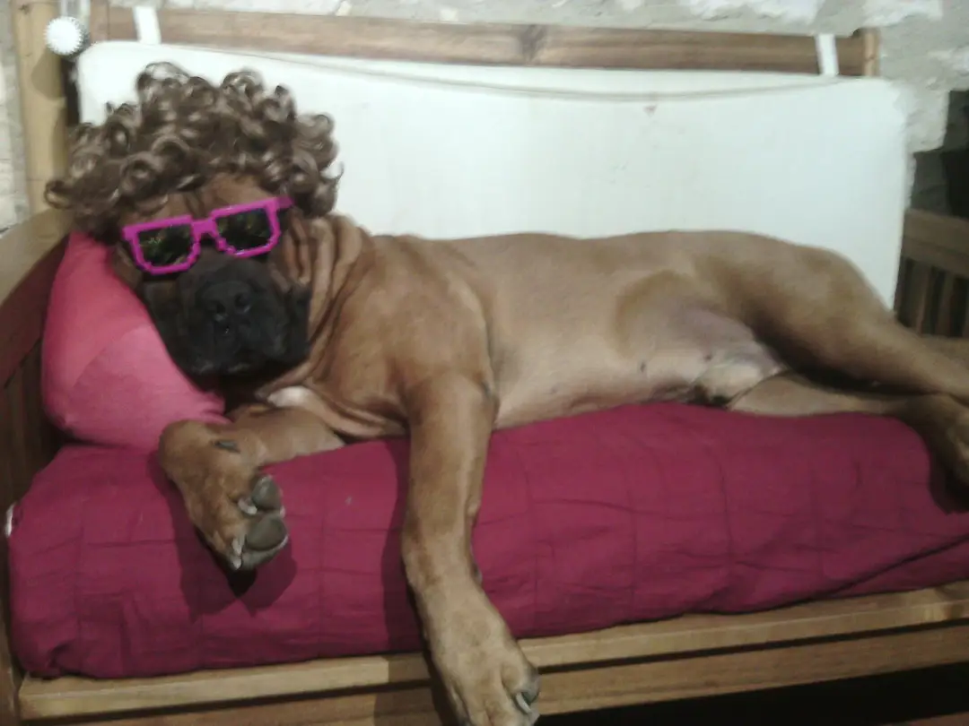Cool Dog Comportementaliste Canin. Christophe Veil