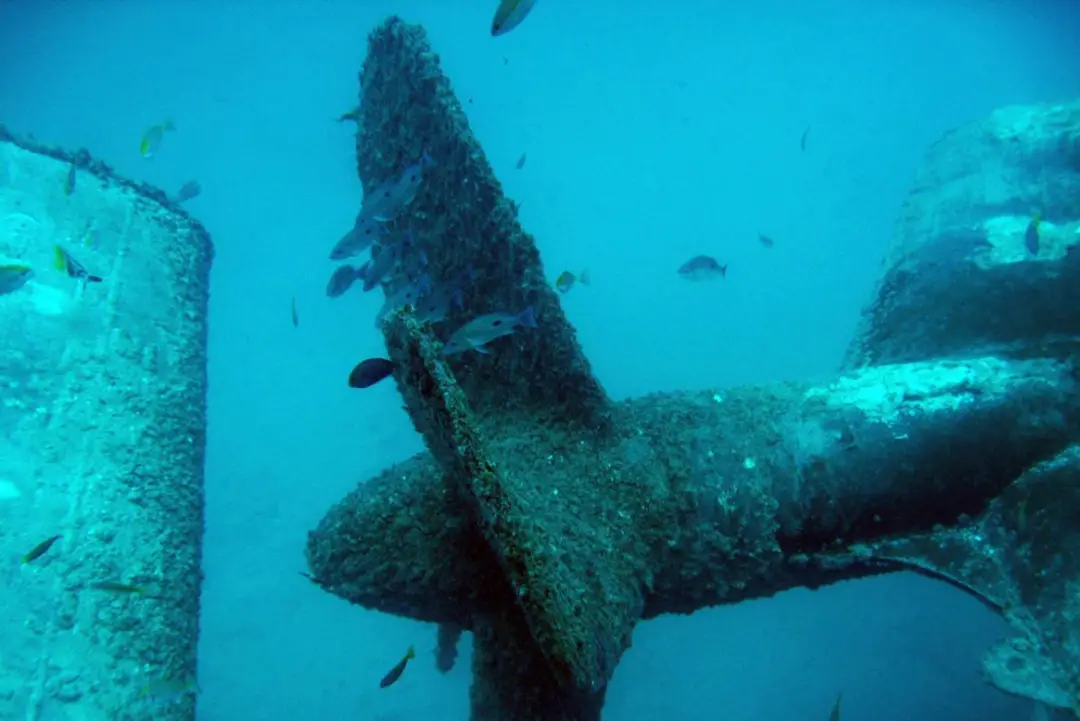 DiveRACE Liveaboard