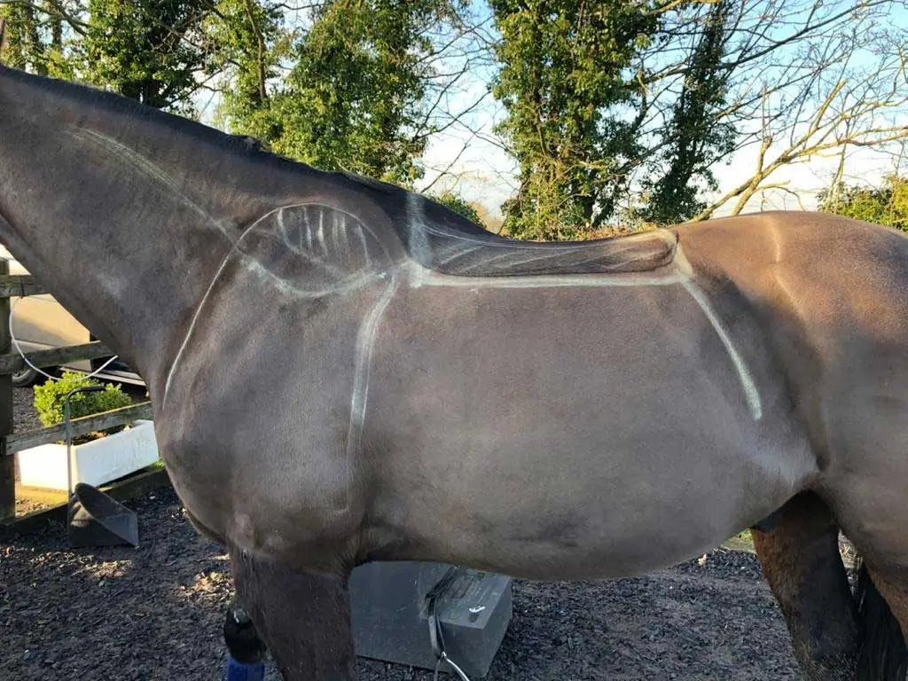 RS Saddles