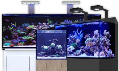 Rock 'N' Critters Marine Aquatics