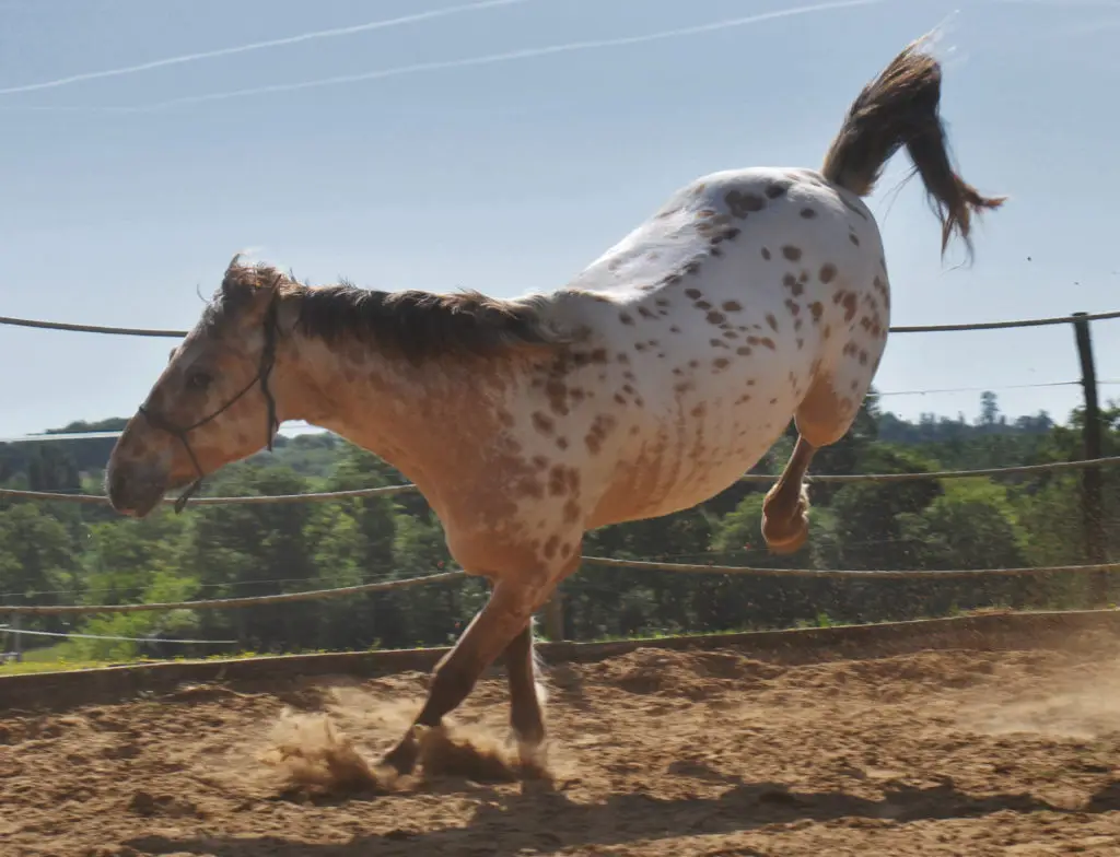 Equivolt
