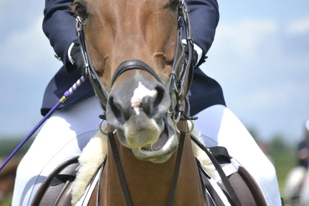 Association of Irish Riding Clubs