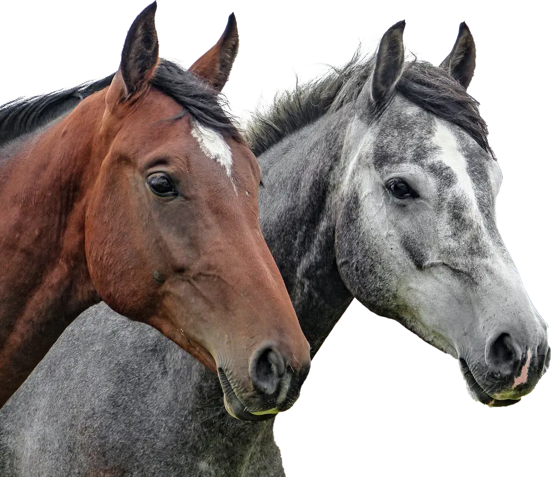ECURIES DU LYS