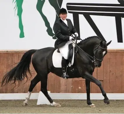 Owlbrook Stables Ltd