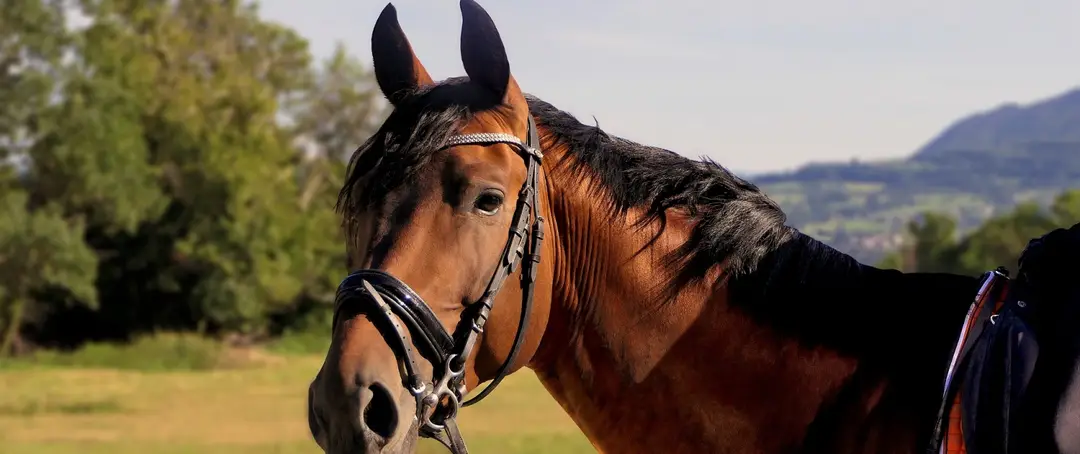 Learning With Horses Scotland