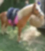 Scooty Wooty's Pony Riding & Parties