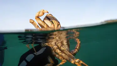 Freedive BC