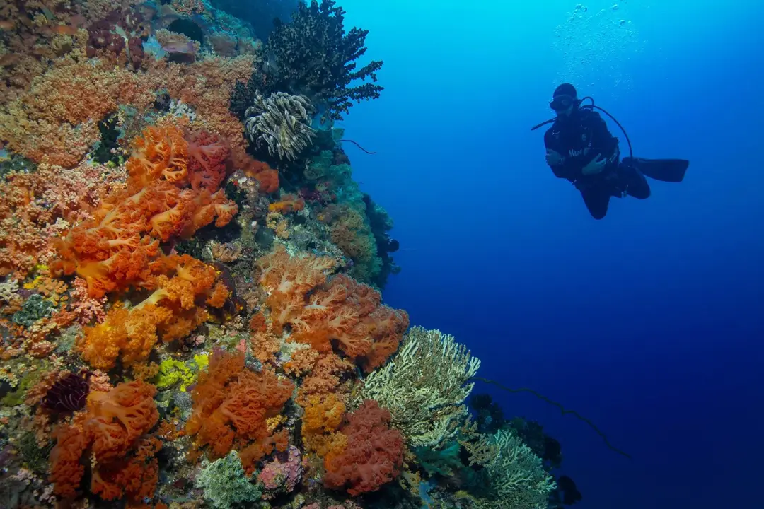 Gill Divers