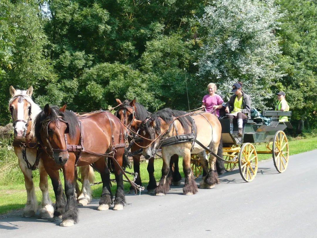 Picardie Attelage