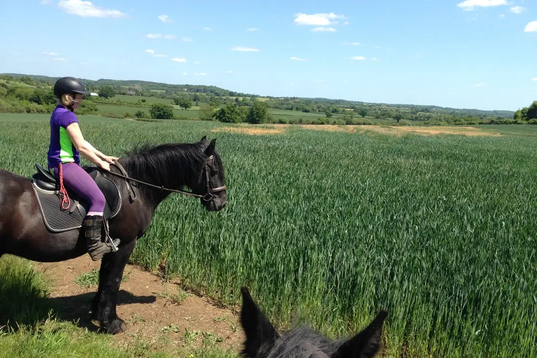Equine Learning