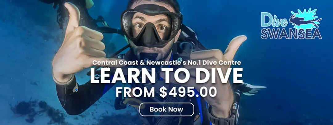 Dive Swansea Newcastle