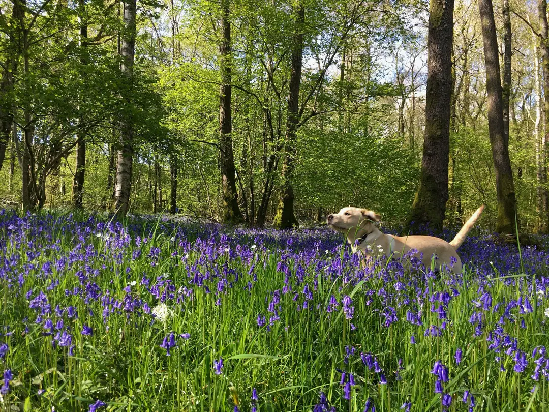 Tarn Green Yoga