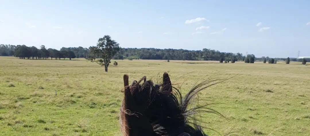 C.H. Horsemanship