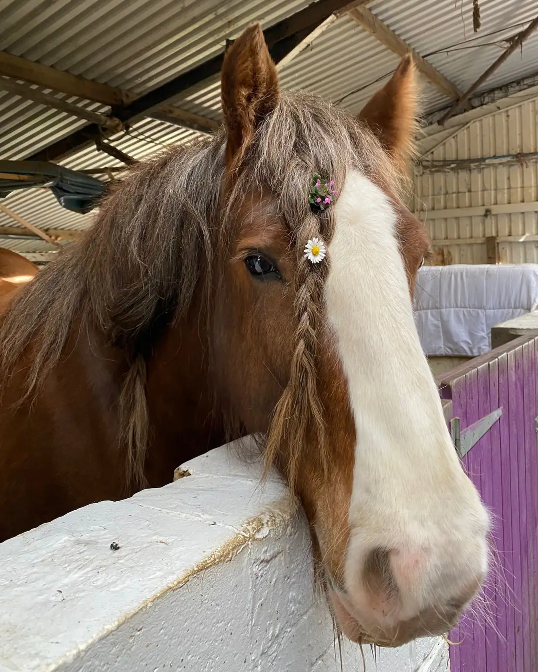 Holistic Horse & Pony Centre