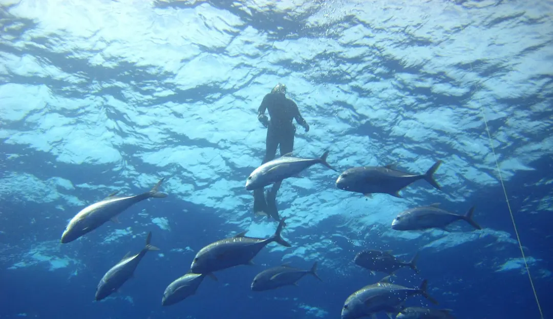 Cape Bleu