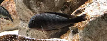 The Fish Barn