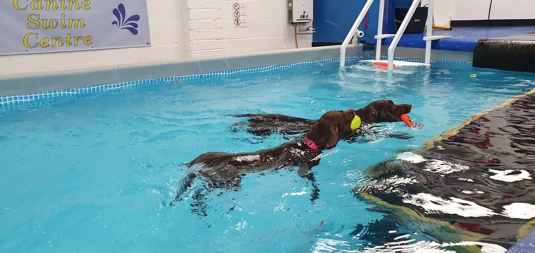 Scoobys Doggy Day Care, Swim Centre & Dog Wash