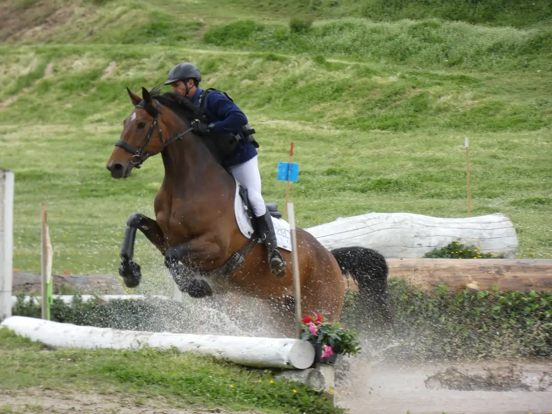 Favi Equitation