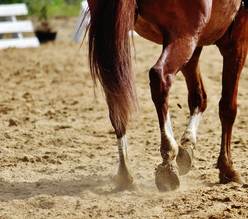 CENTRE EQUESTRE D AUBAREDE