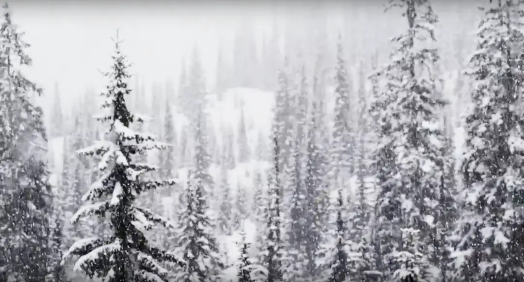 Monashee Power Snowcats