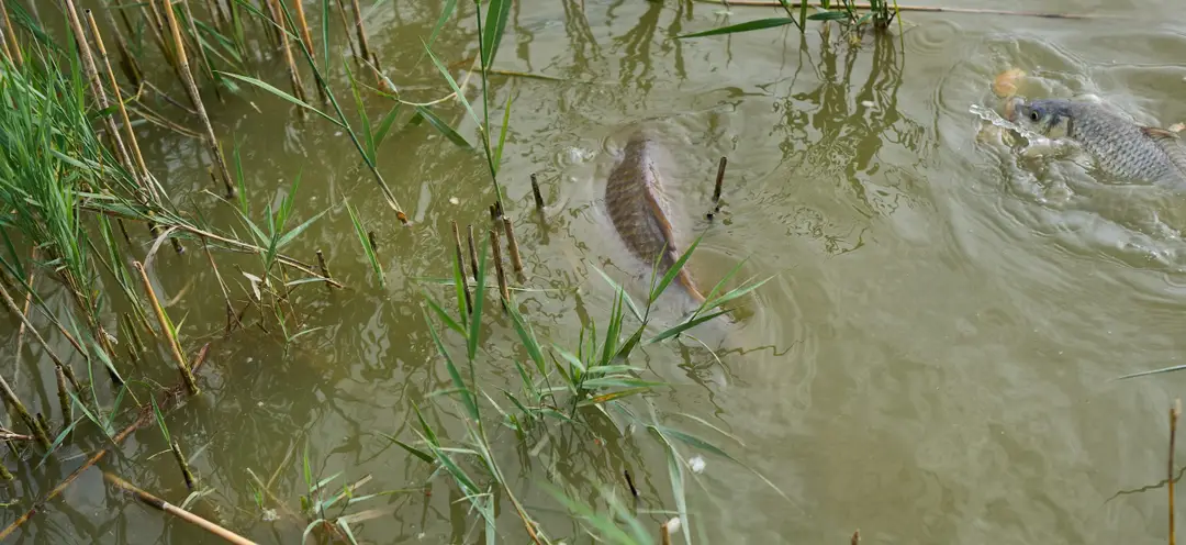 Thornham Fishing Lake