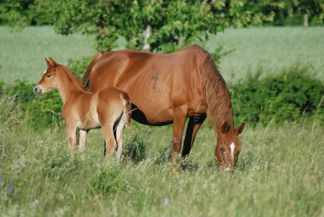Poney Club Laize