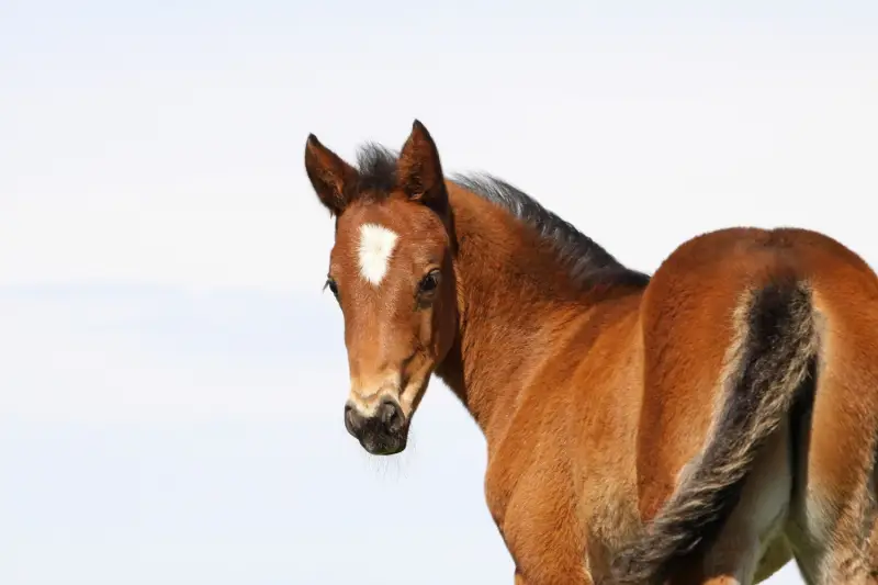 Harness Racing Australia Inc