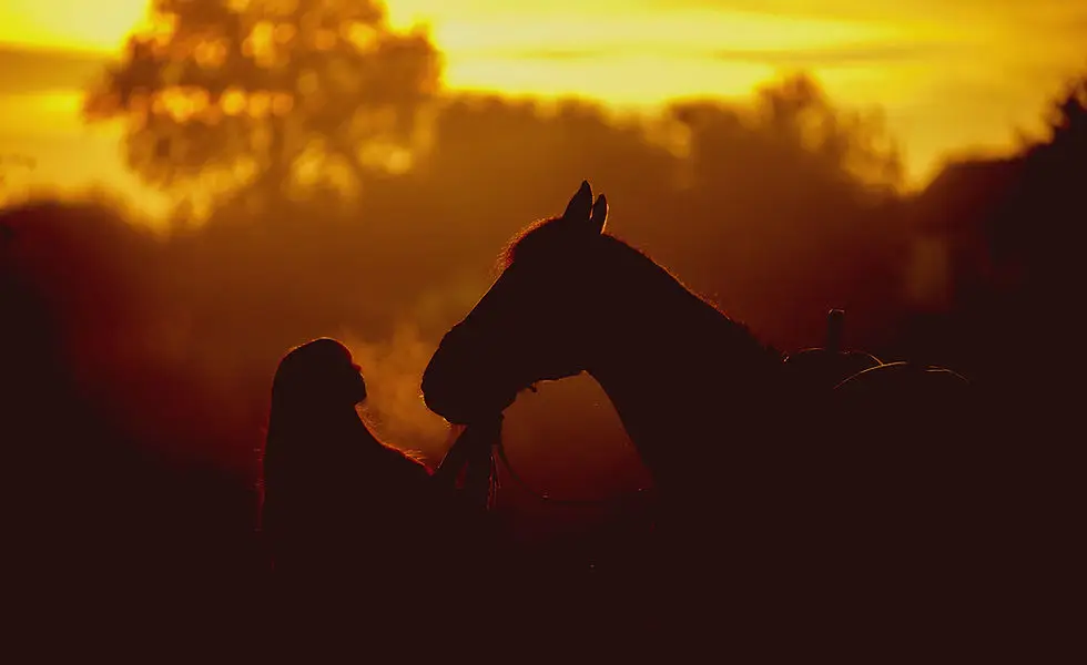 Cheval nomad'