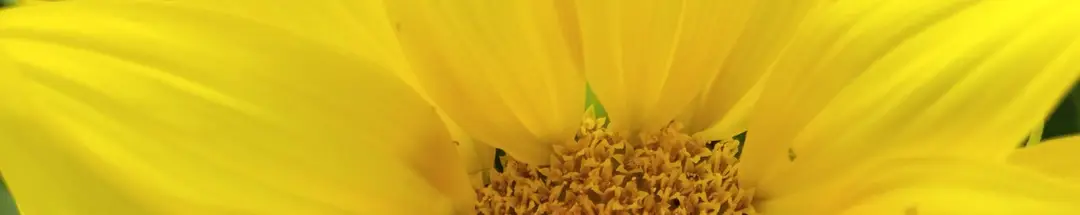 Mélilotus Yoga