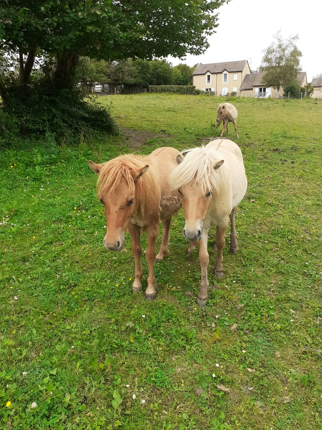 Totee Beauchamps Patricia