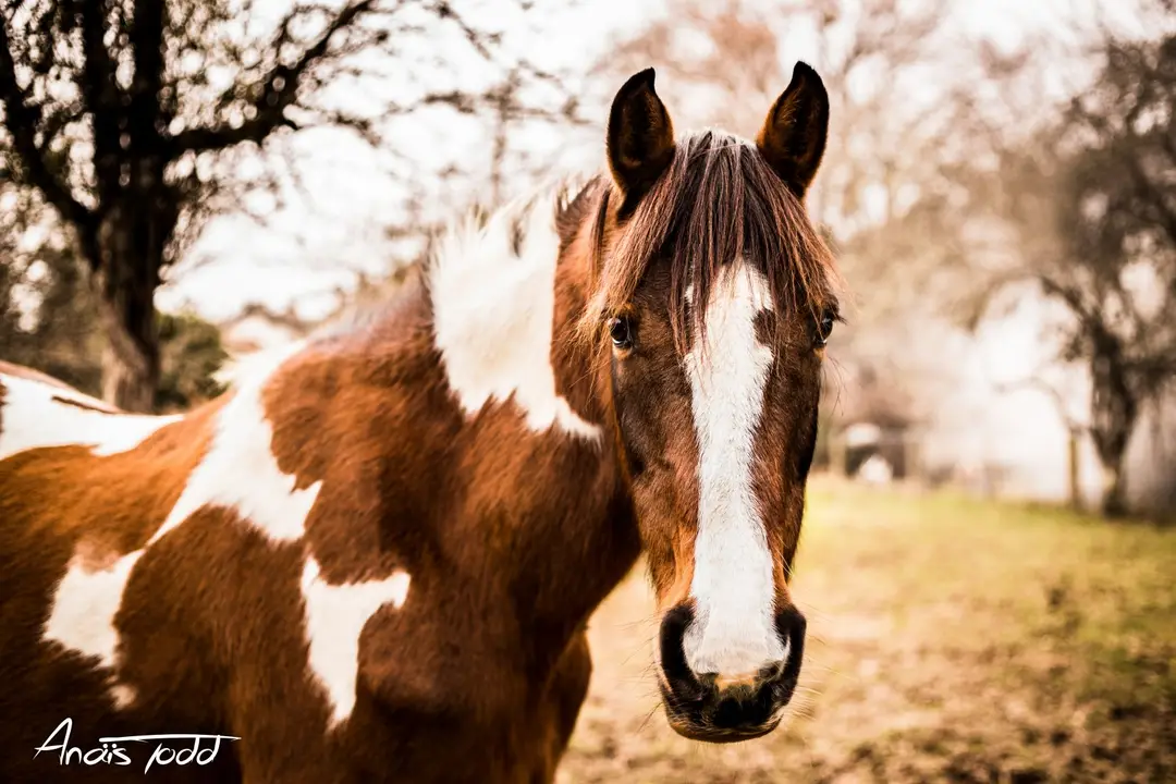 Barn Ranch Pony