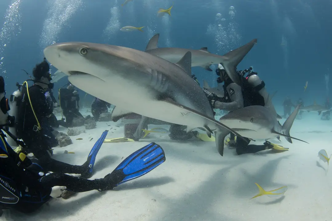 Rui Diving Centre Freediving