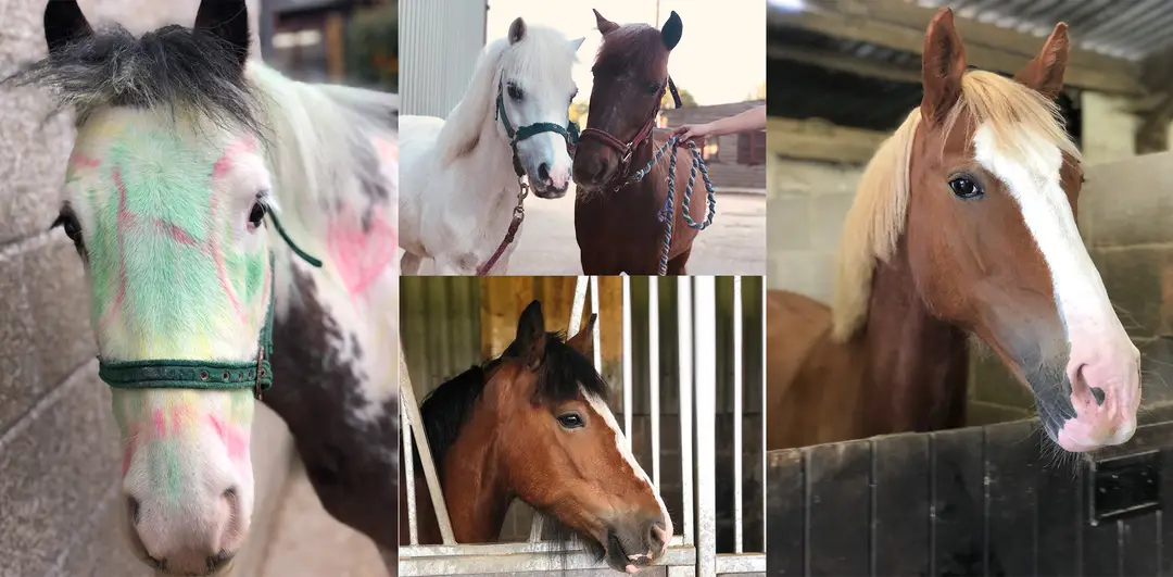 Rayne Riding Centre