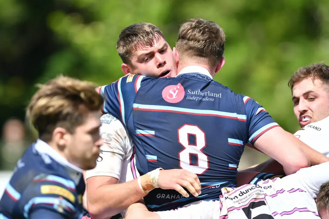 Ayrshire Bulls