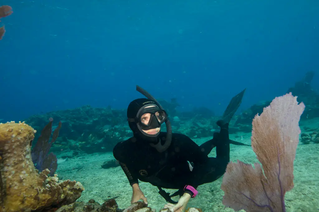 Freedive Aotearoa