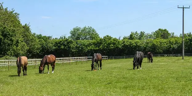 Chelmsford Equestrian Centre