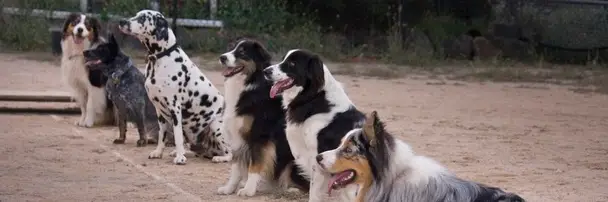 Alfoxton Dog Training & Boarding Kennels