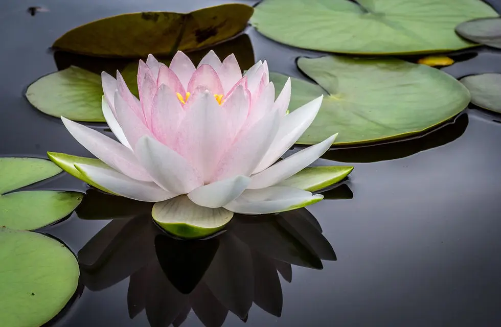 Anahata Yoga