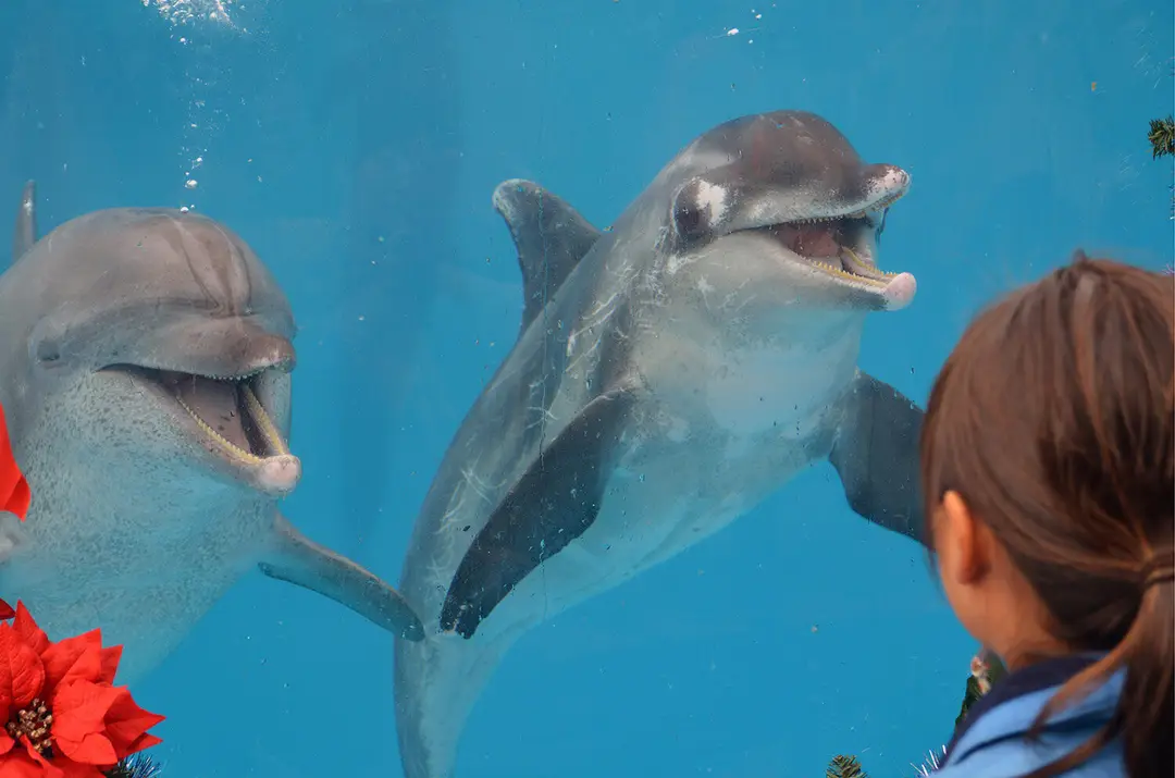 Dolphin Academy Ltd
