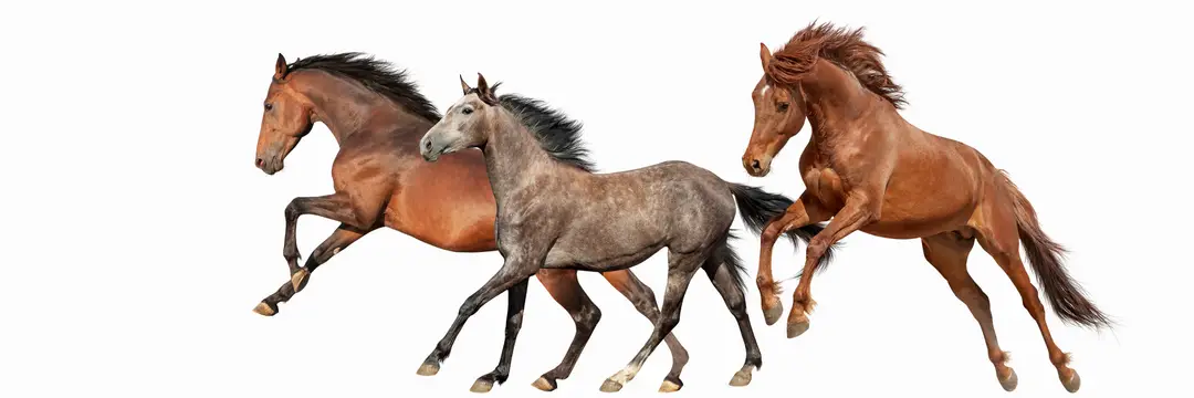 Pony Club Australia
