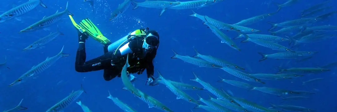 Frog Dive Sydney