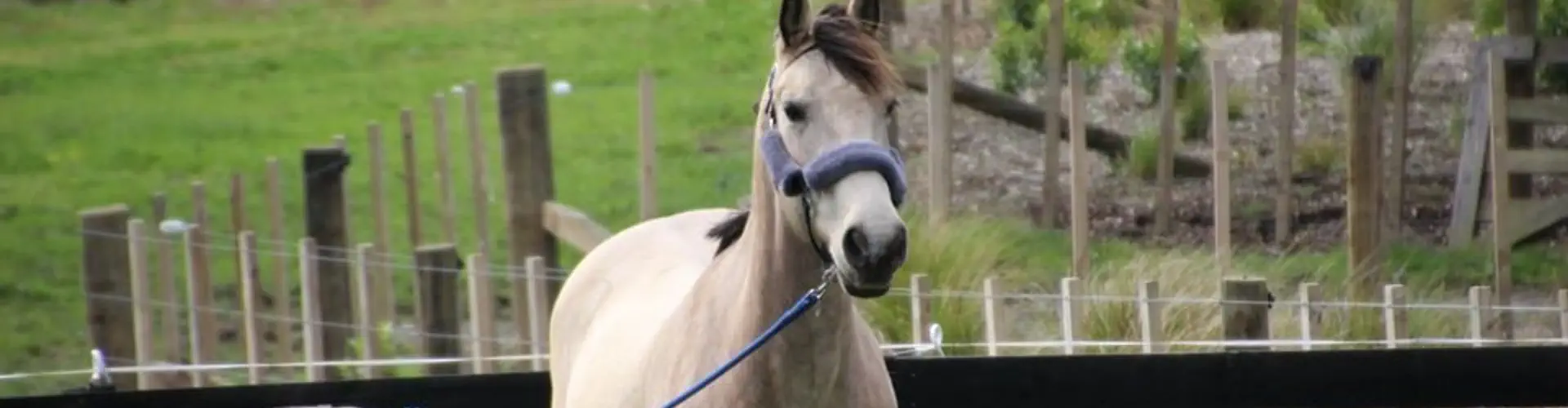 Massey Pony Club
