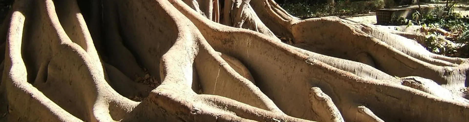 Art Du Chi