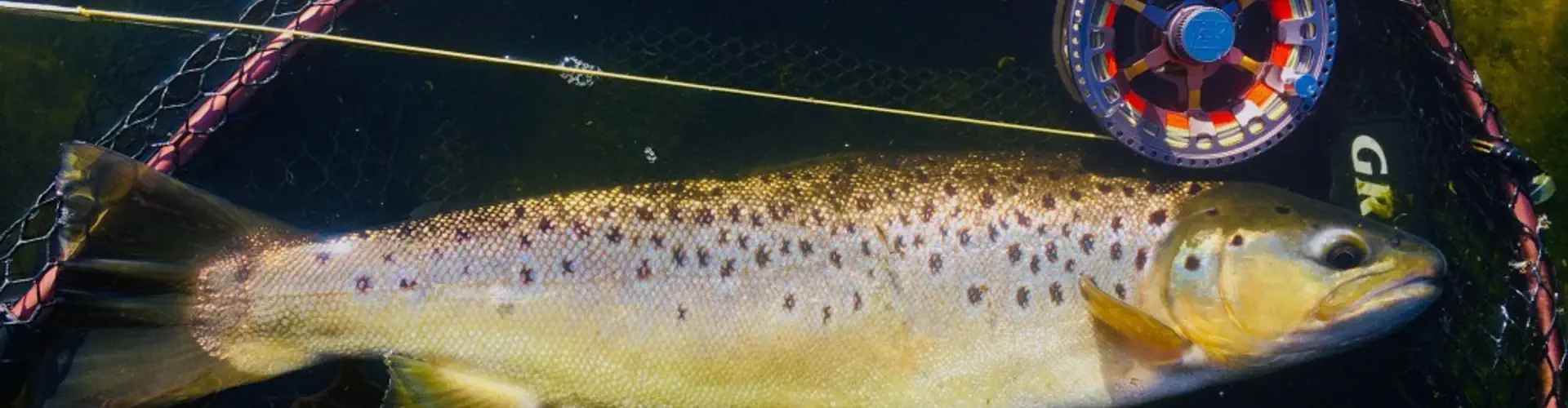 Willington & District Angling Club